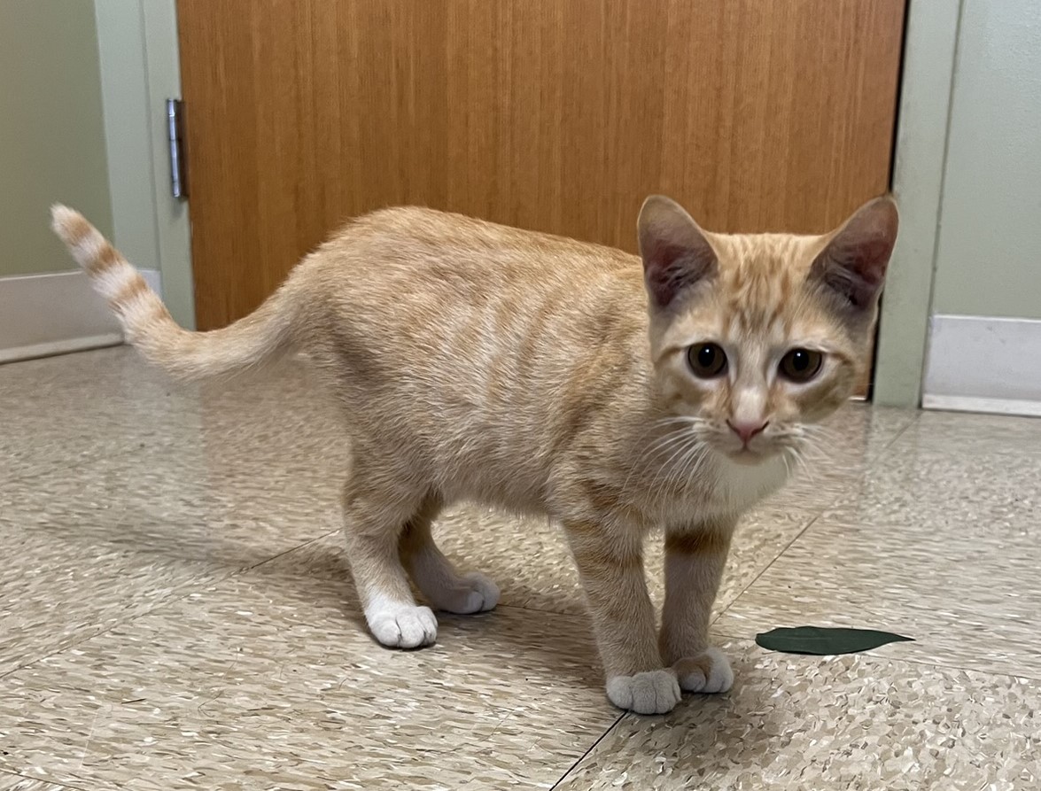 Cheddar, a Adoptable Domestic Short Hair in Hastings, NE image 4/4