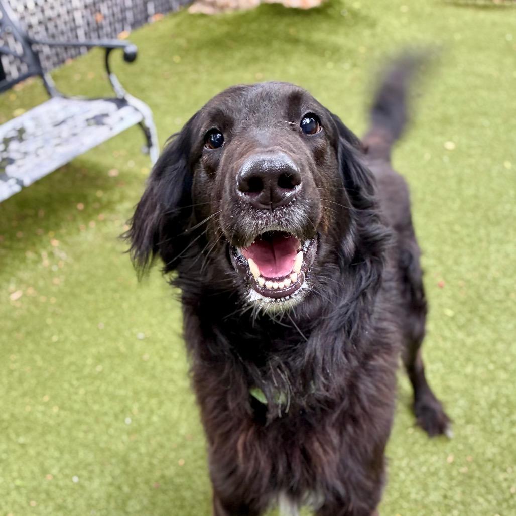 Enlarge Louis, a Adoptable Collie in Providence, RI image 1/5