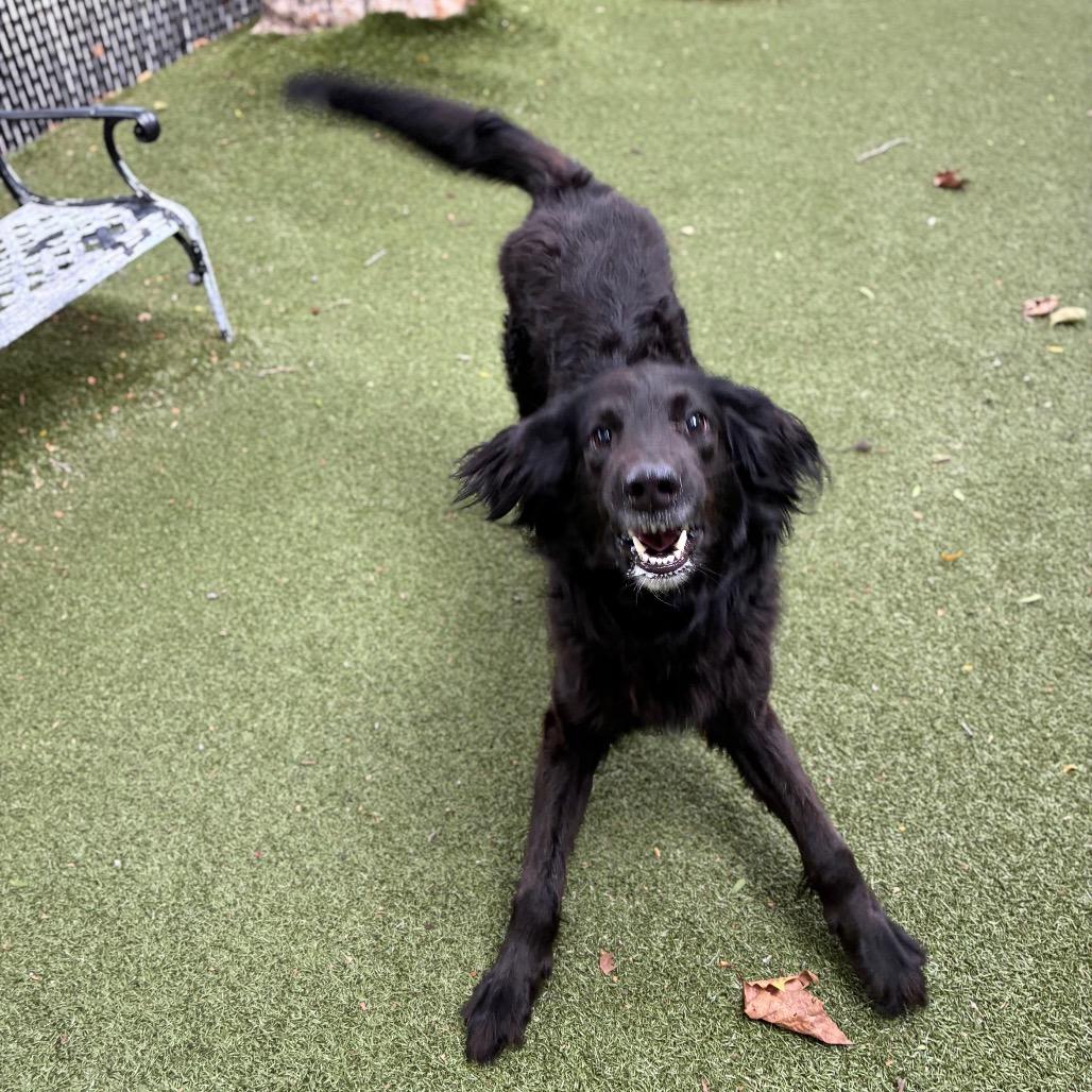 Enlarge Louis, a Adoptable Collie in Providence, RI image 2/5