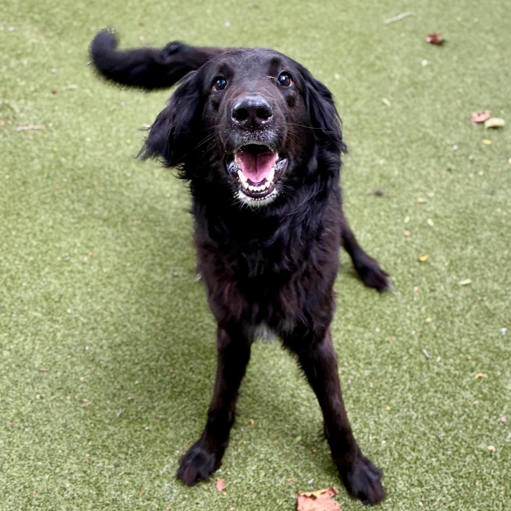 Enlarge Louis, a Adoptable Collie in Providence, RI image 3/5