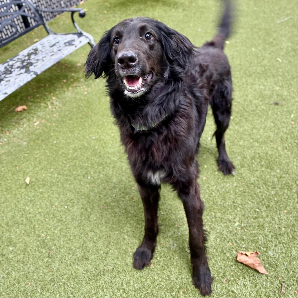 Enlarge Louis, a Adoptable Collie in Providence, RI image 4/5