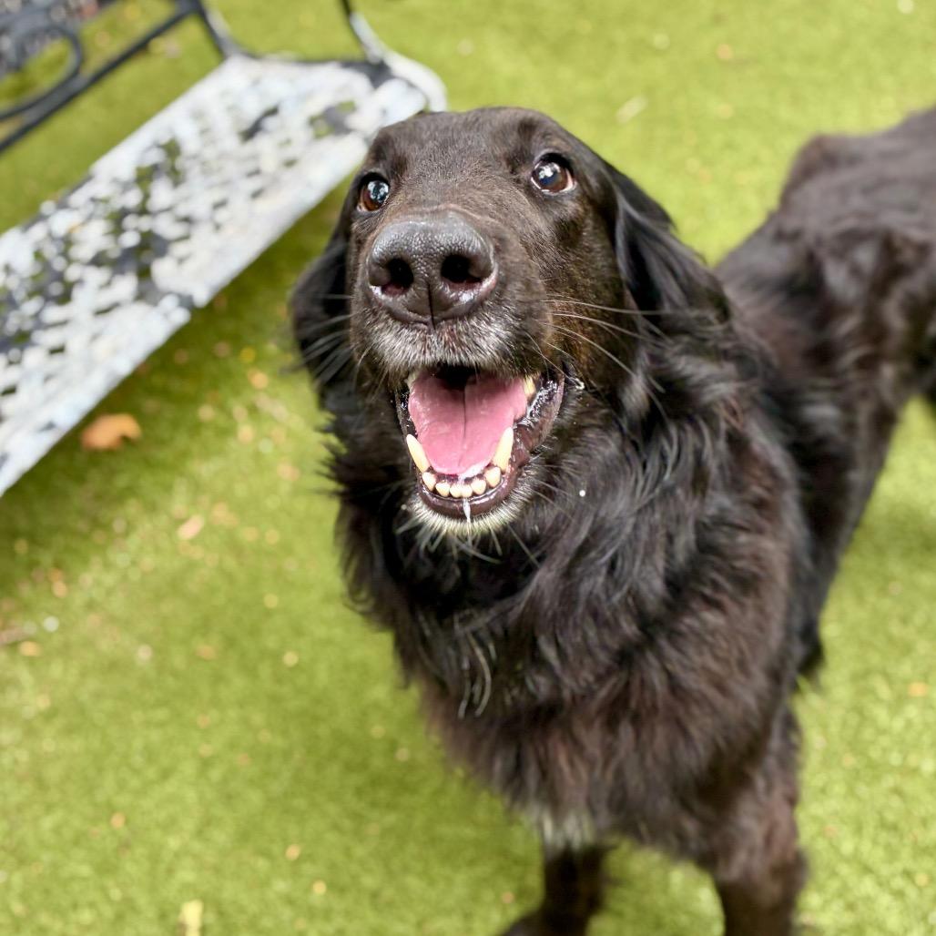 Enlarge Louis, a Adoptable Collie in Providence, RI image 5/5