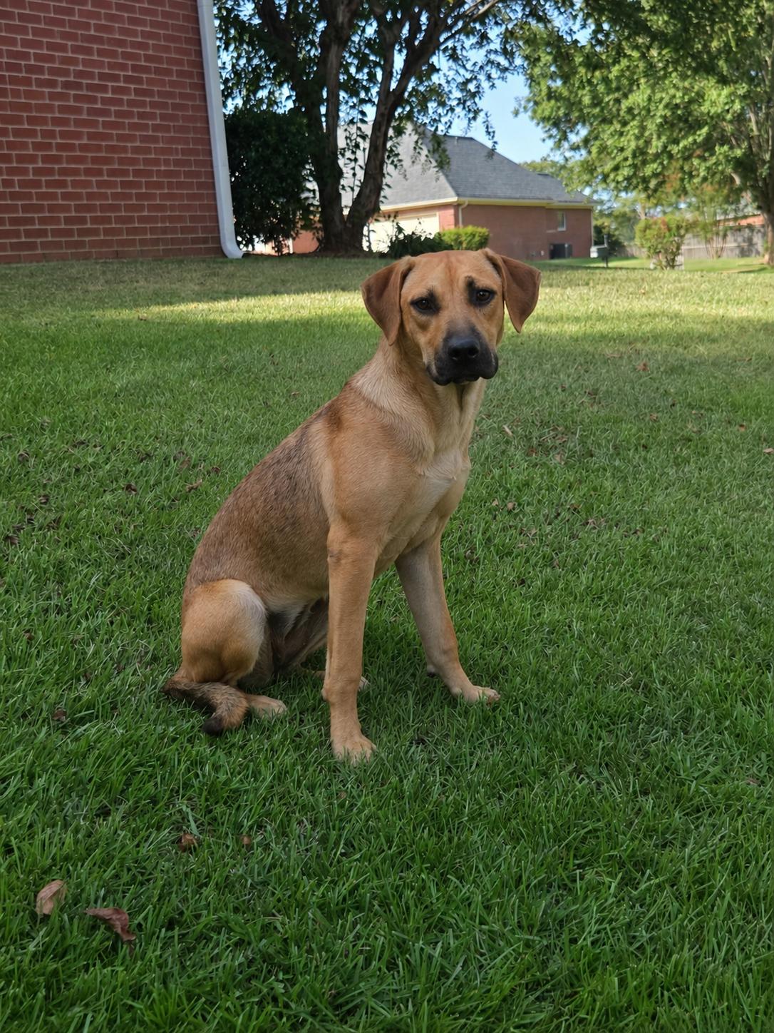 Enlarge Sheba, a Adoptable mixed breed in Raymond, MS image 1/4