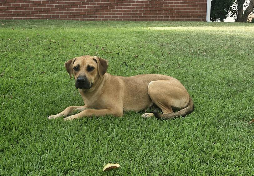 Enlarge Sheba, a Adoptable mixed breed in Raymond, MS image 4/4