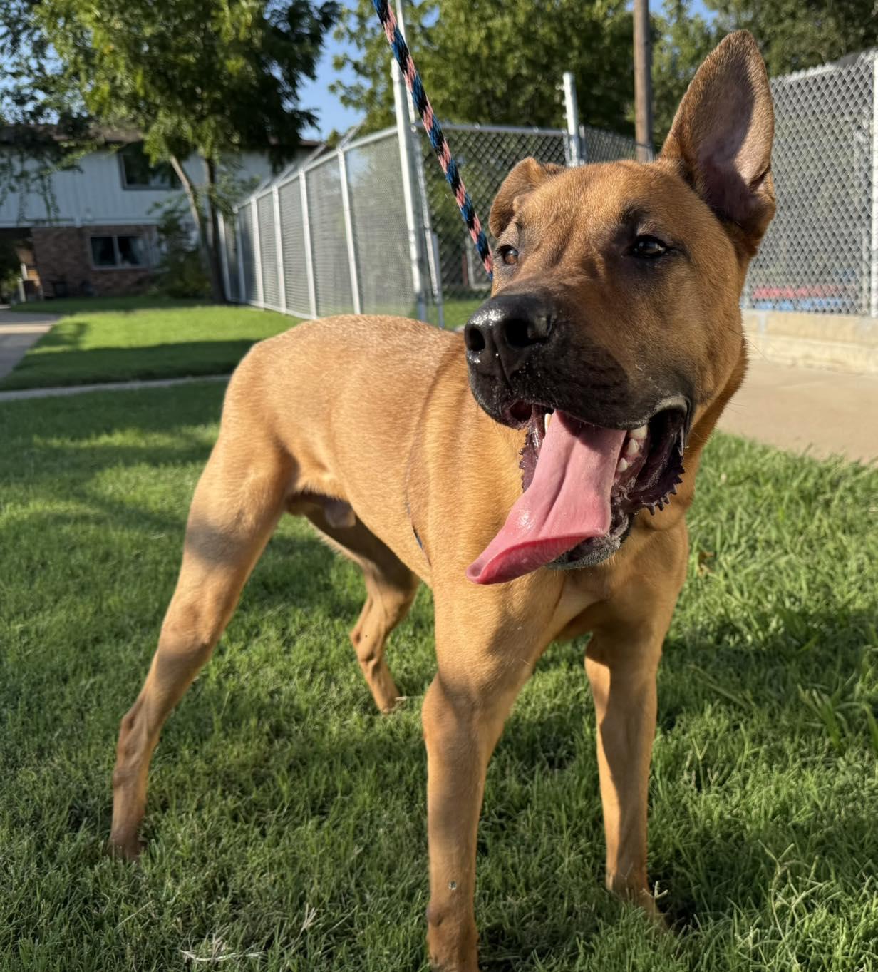 Scooby, Adoptable, Adult Male Shepherd.