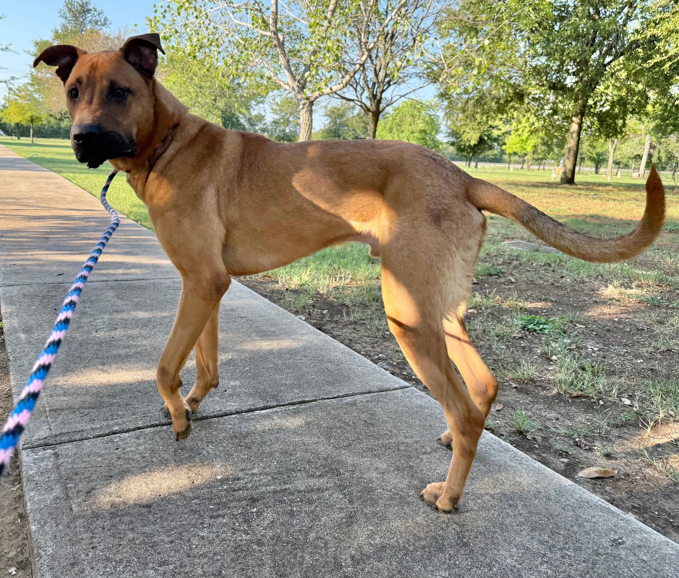 Enlarge Scooby, a Adoptable mixed breed in Dallas, TX image 2/3