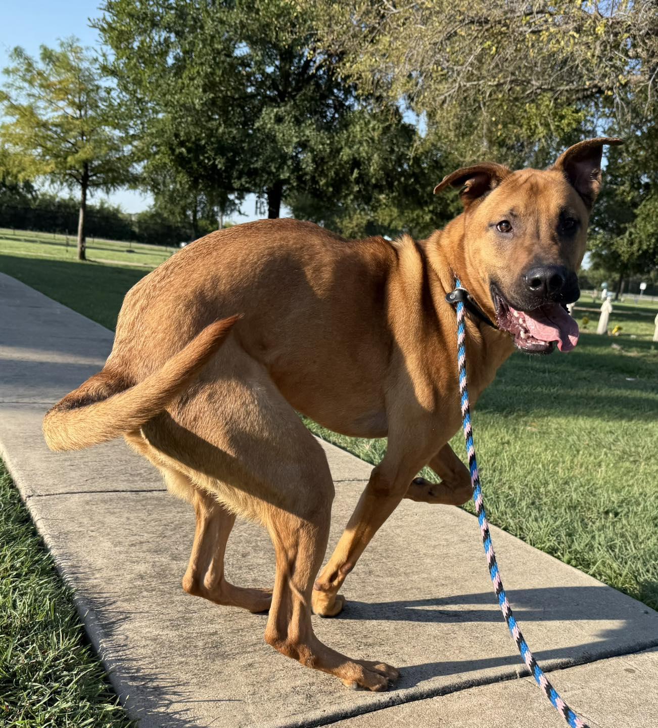 Enlarge Scooby, a Adoptable mixed breed in Dallas, TX image 3/3