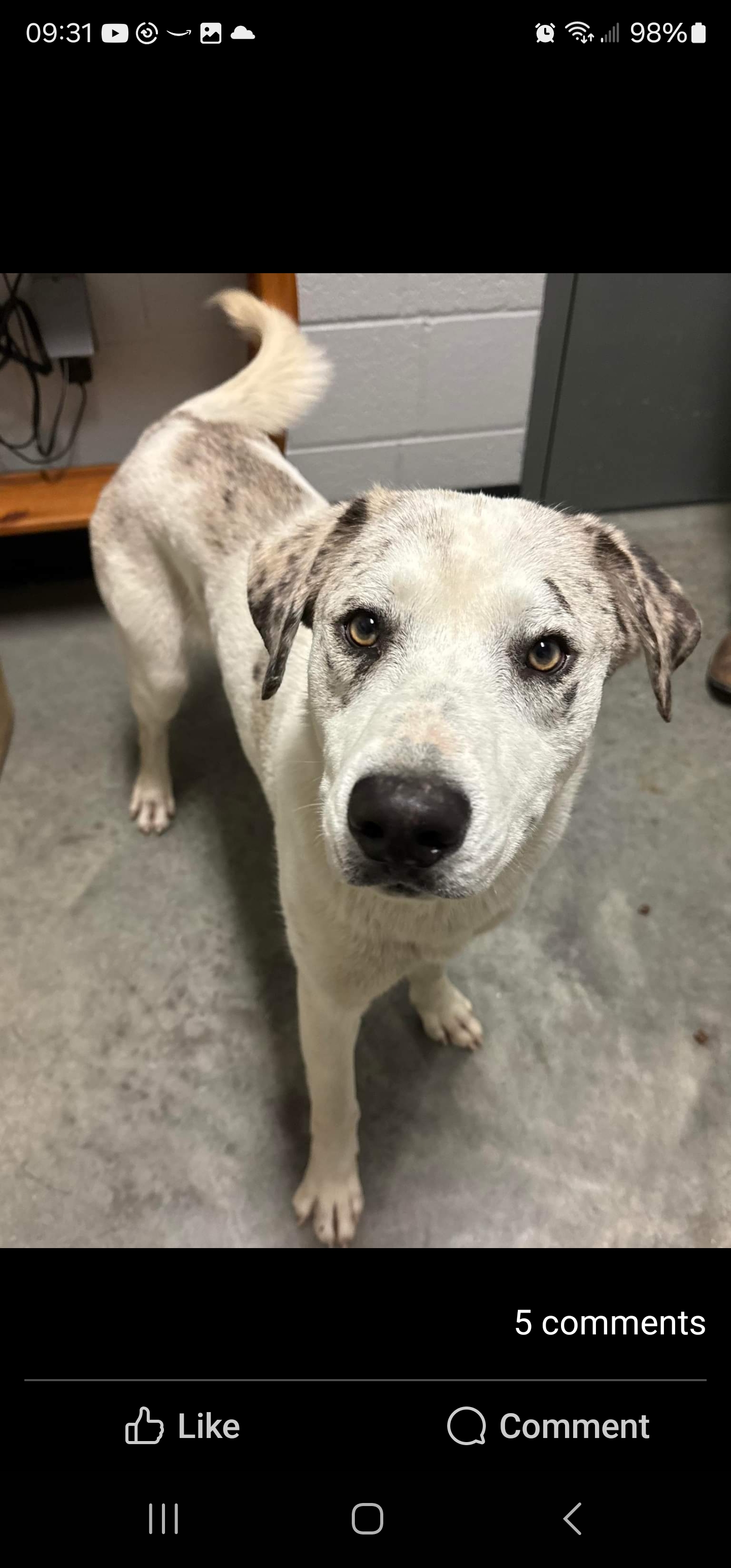 Ace, a Adoptable mixed breed in Newville, PA image 1/4