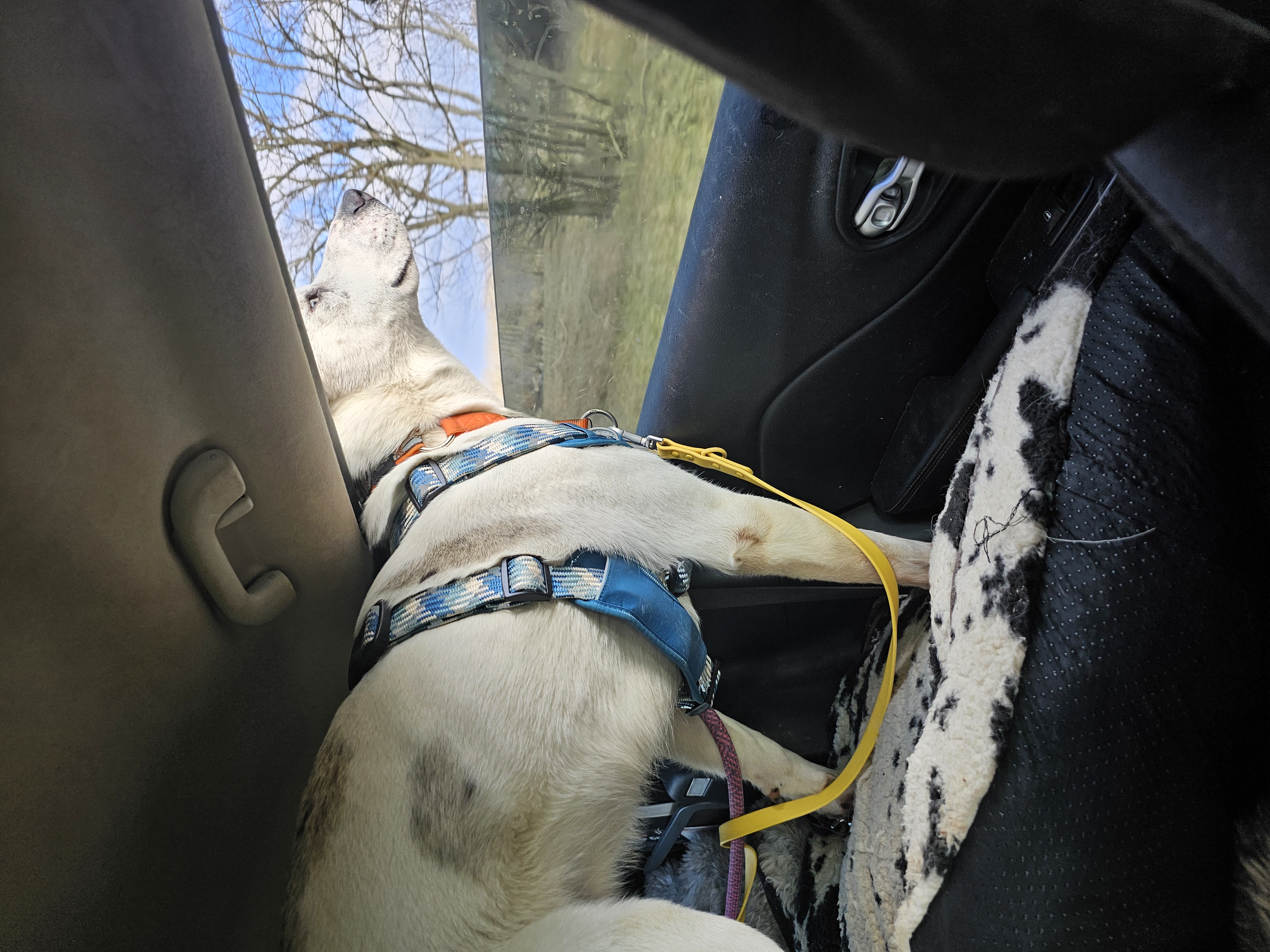 Ace, a Adoptable mixed breed in Newville, PA image 2/4