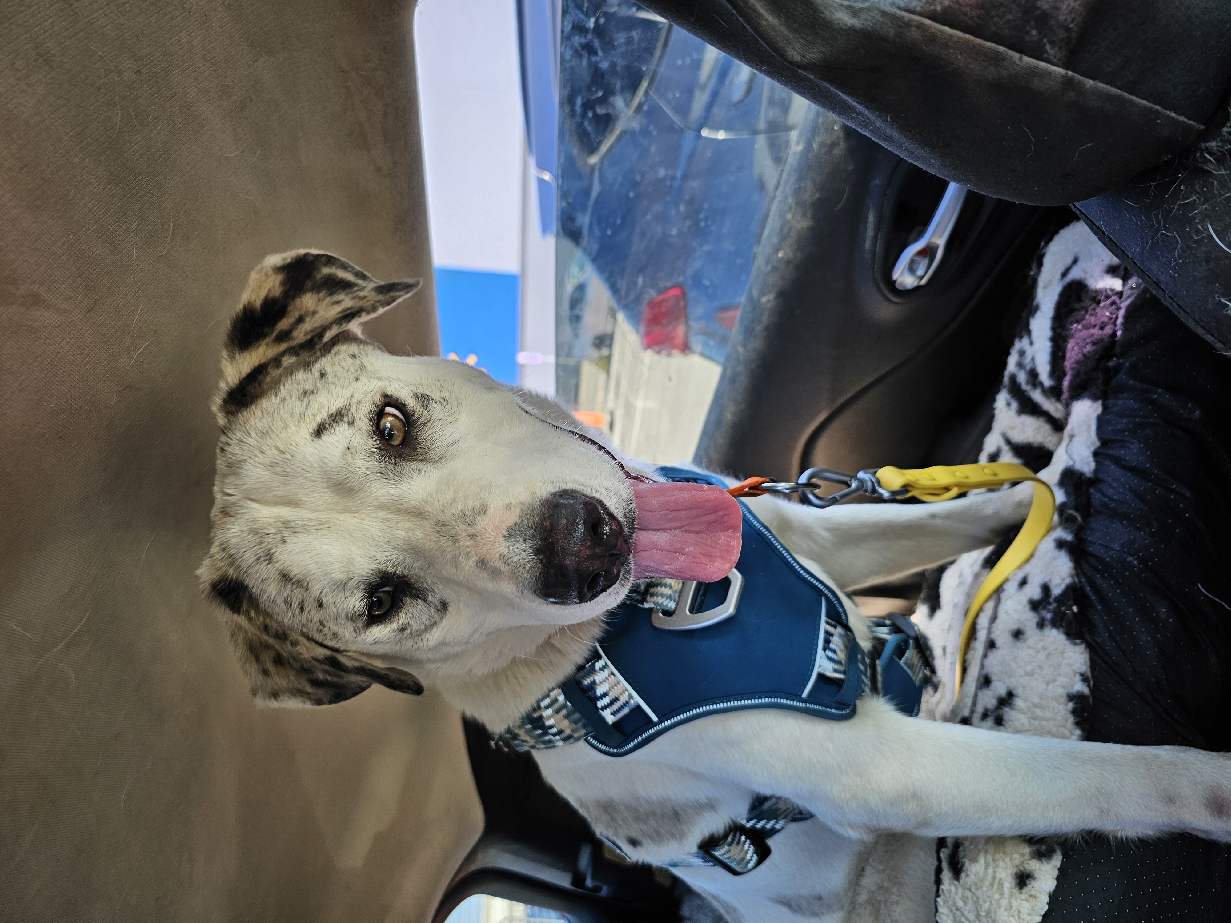 Ace, a Adoptable mixed breed in Newville, PA image 3/4