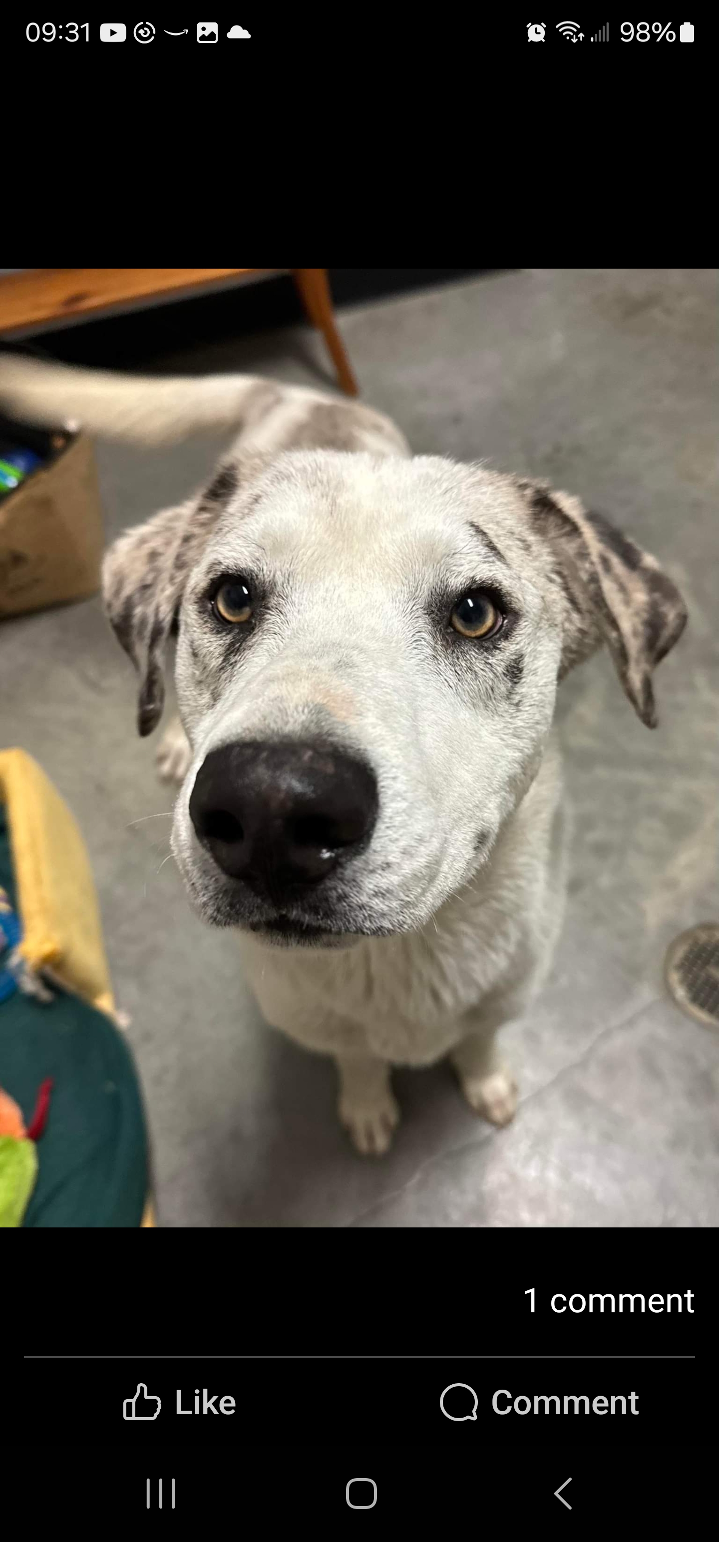 Ace, a Adoptable mixed breed in Newville, PA image 4/4