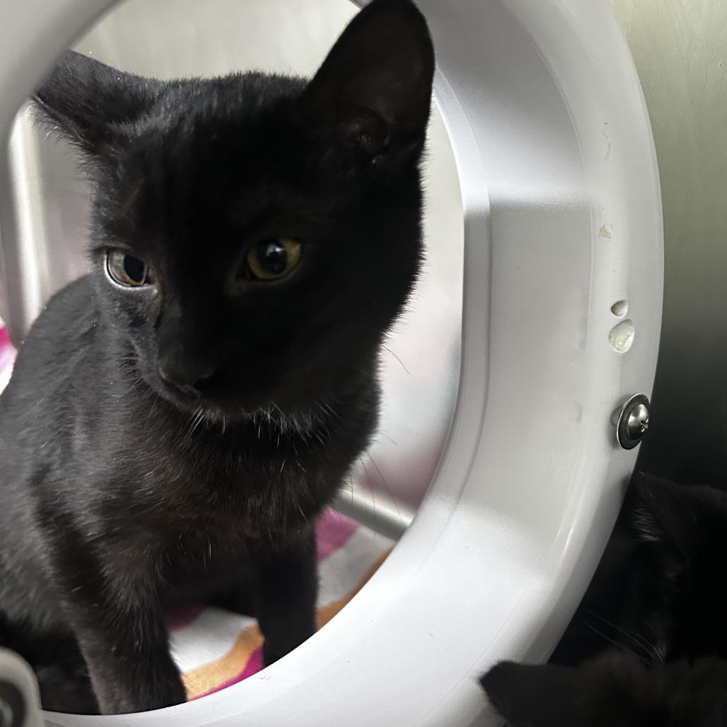 Enlarge Christopher, a Adoptable Domestic Short Hair in Pleasanton, CA image 2/2