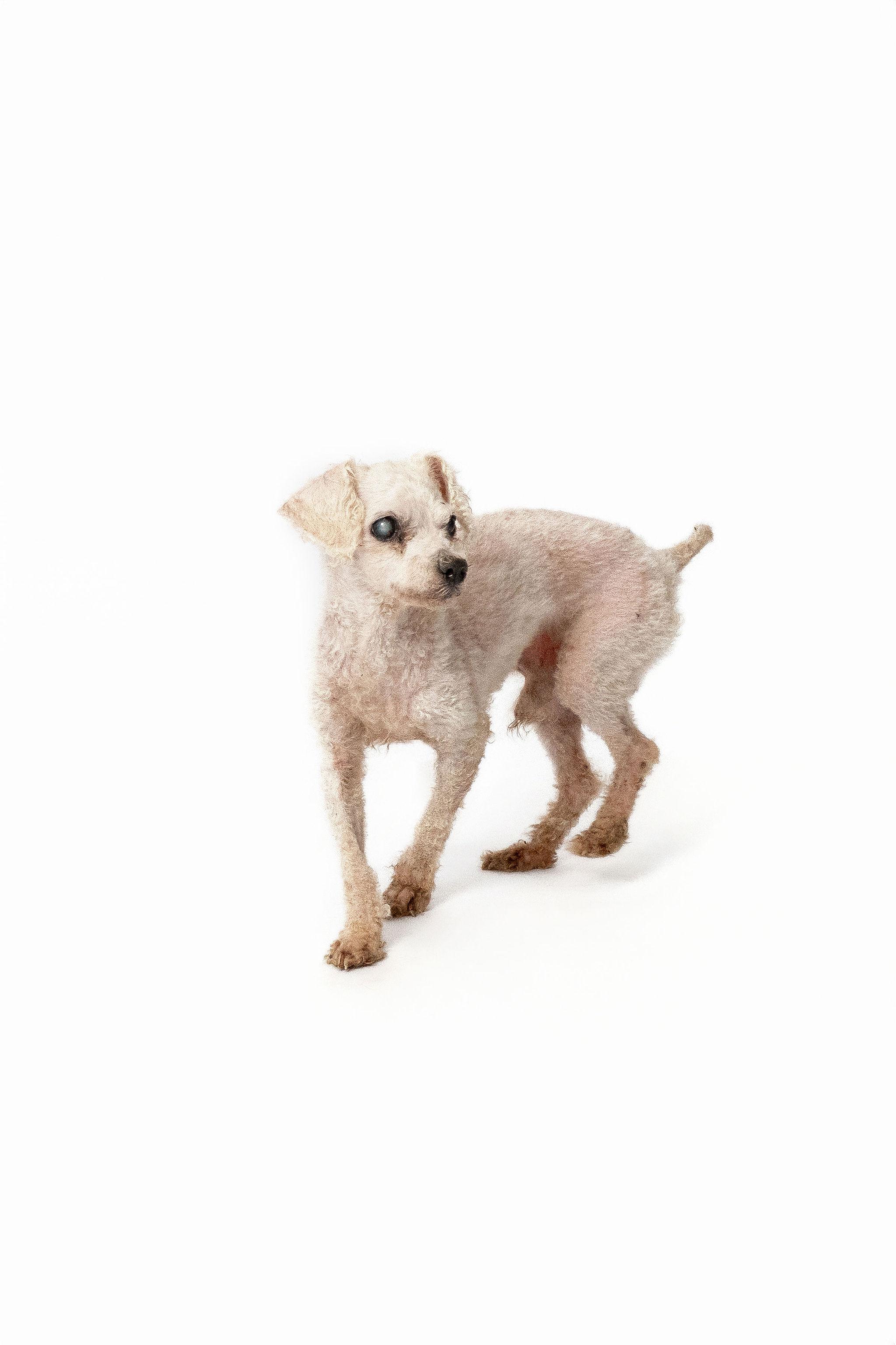 Enlarge Charles Darwin , a ADOPTABLE Poodle (Toy) in metairie, LA image 2/6