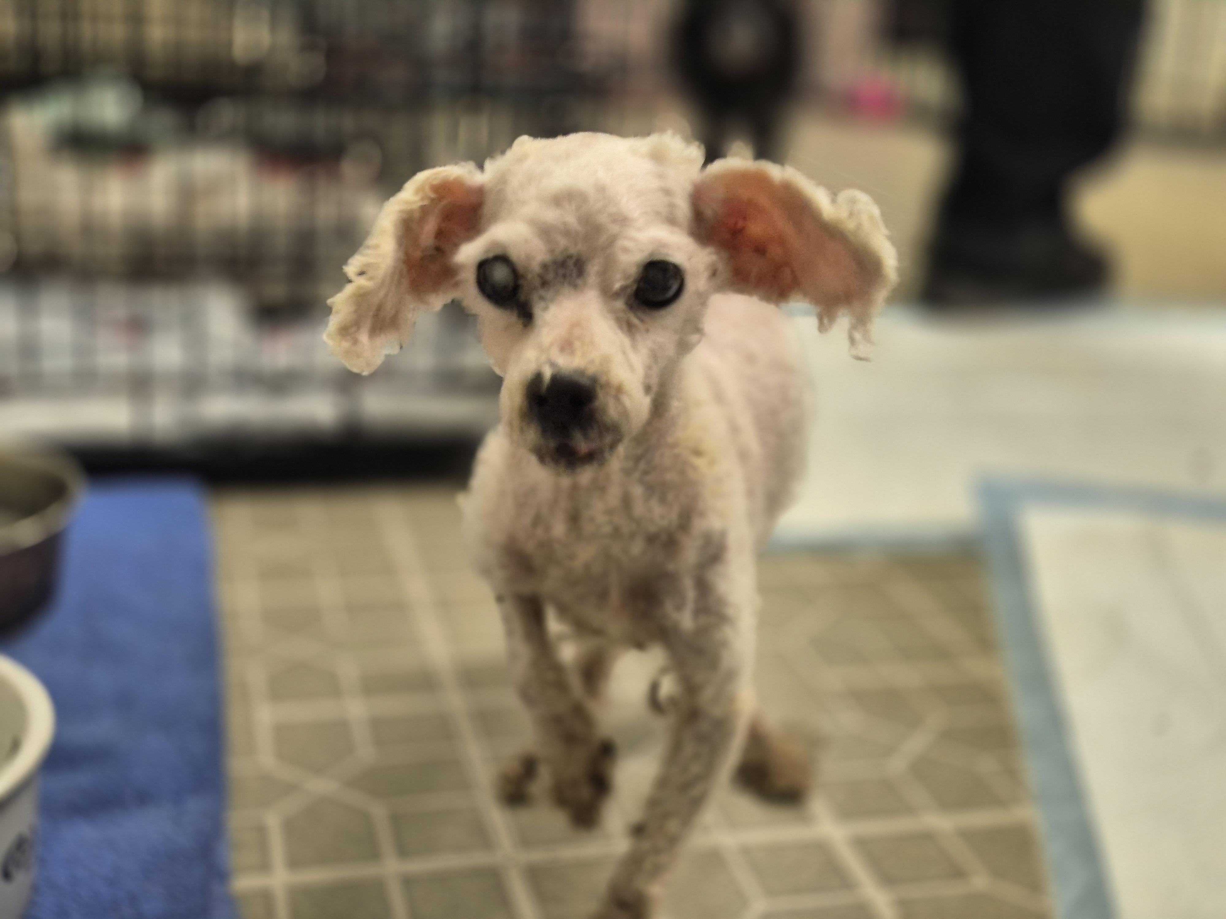 Enlarge Charles Darwin , a ADOPTABLE Poodle (Toy) in metairie, LA image 6/6