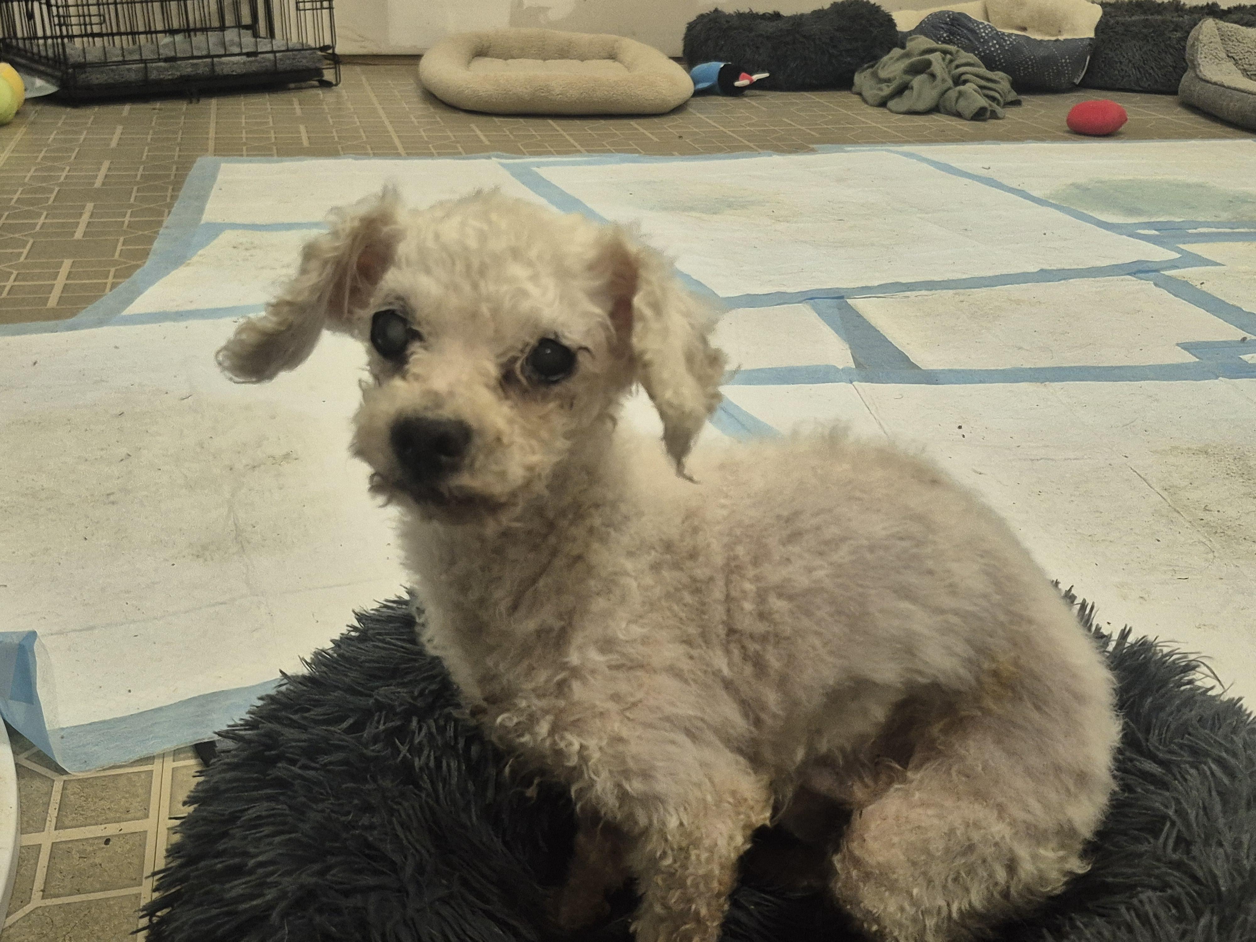 Enlarge Charles Darwin , a ADOPTABLE Poodle (Toy) in metairie, LA image 3/6