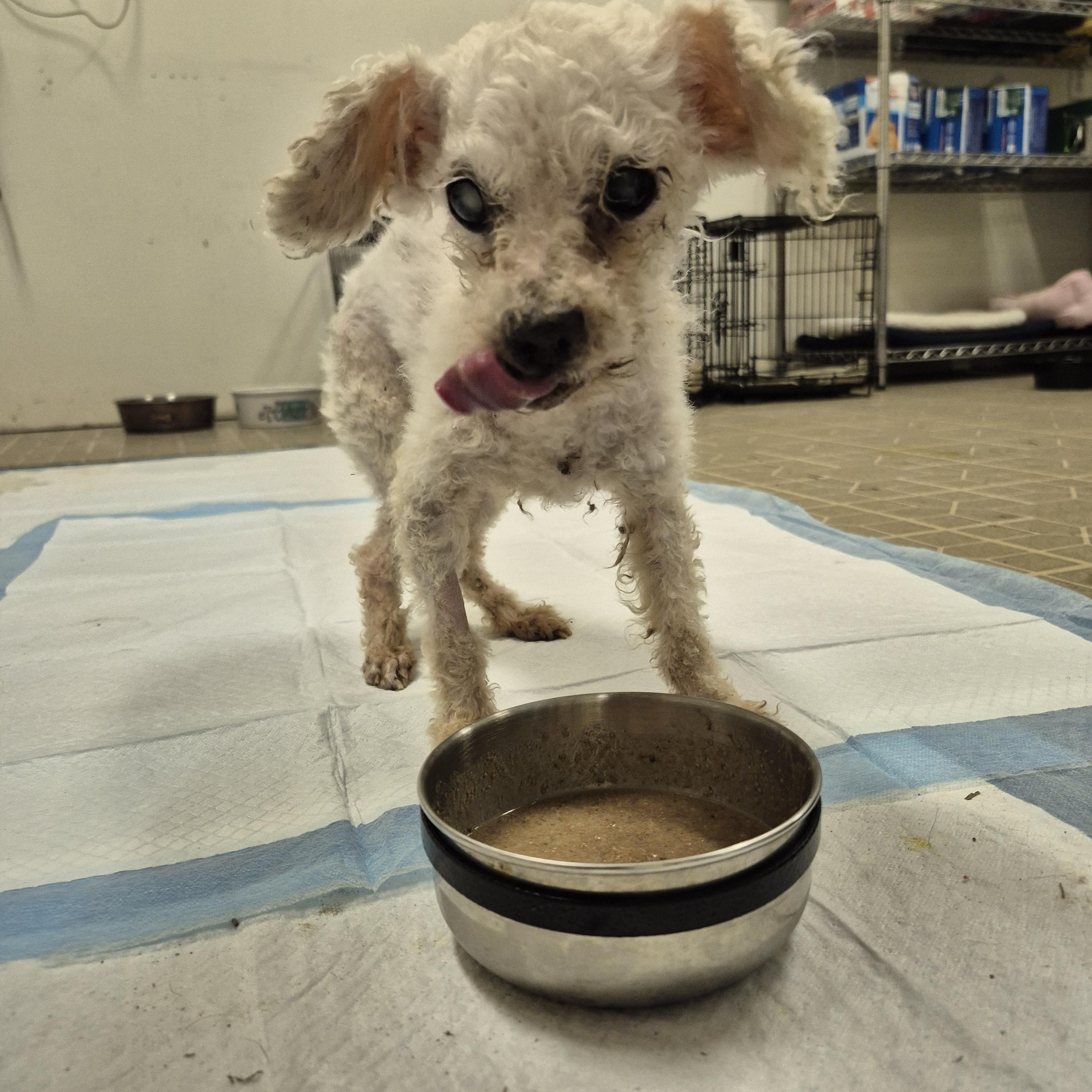 Enlarge Charles Darwin , a ADOPTABLE Poodle (Toy) in metairie, LA image 4/6