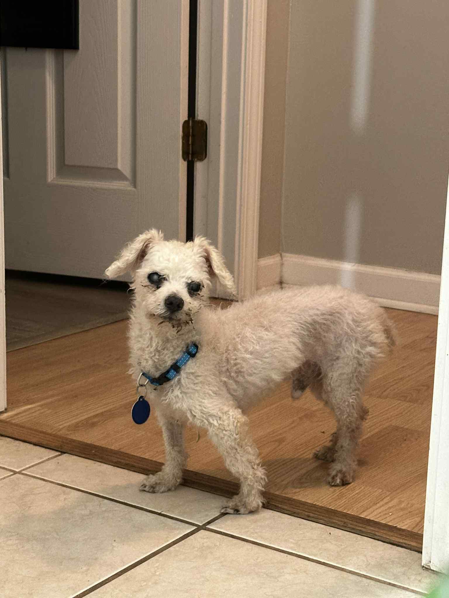 Enlarge Charles Darwin , a ADOPTABLE Poodle (Toy) in metairie, LA image 5/6