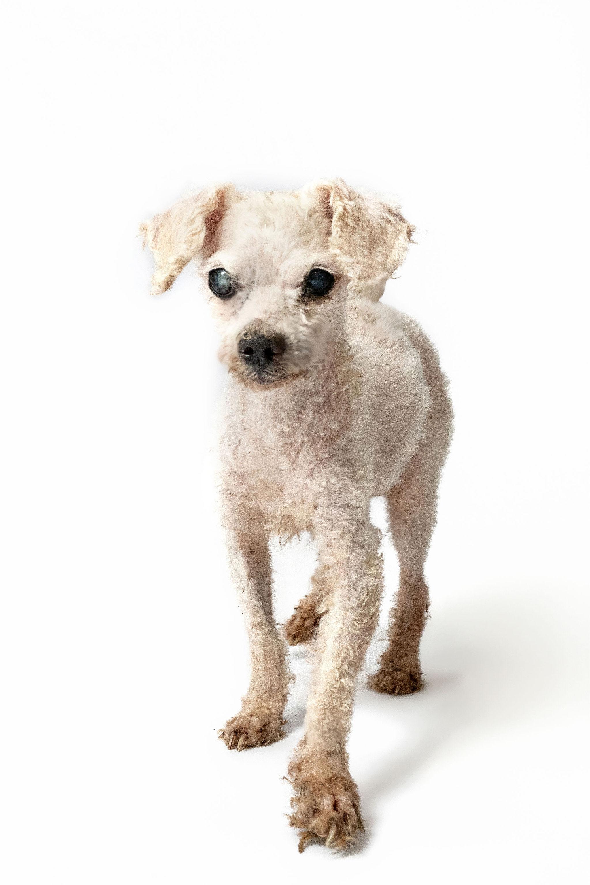Enlarge Charles Darwin , a ADOPTABLE Poodle (Toy) in metairie, LA image 1/6