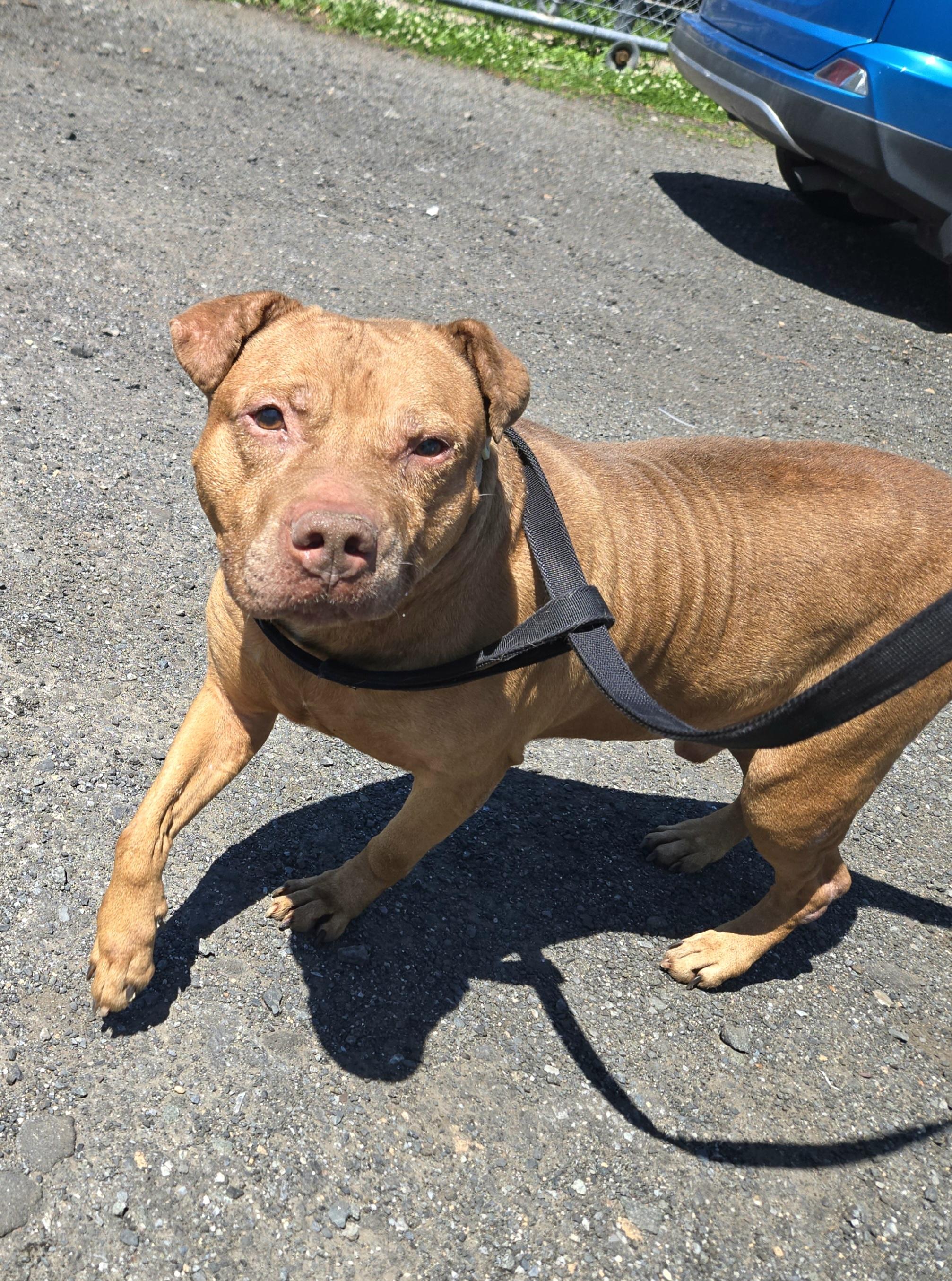 Percy, ADOPTABLE, Adult Male Pit Bull Terrier.