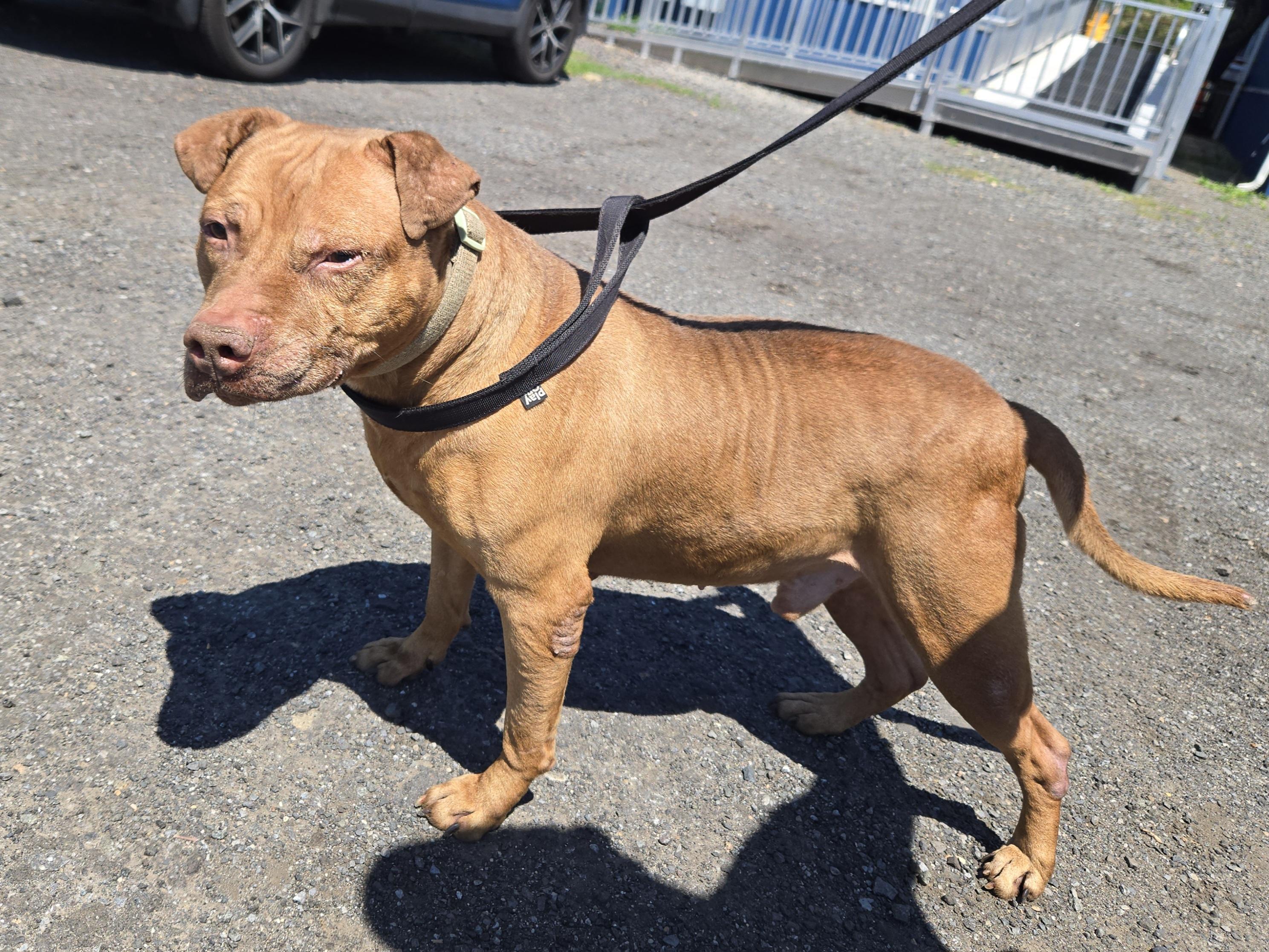 Percy, a ADOPTABLE Pit Bull Terrier in Trenton, NJ image 2/2