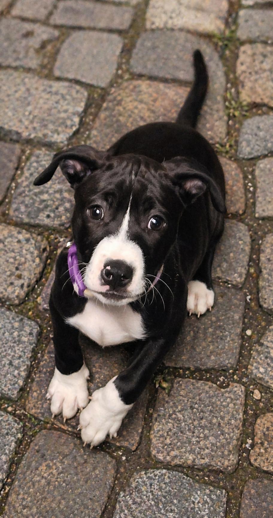 Ezra, ADOPTABLE, Puppy Female Terrier.