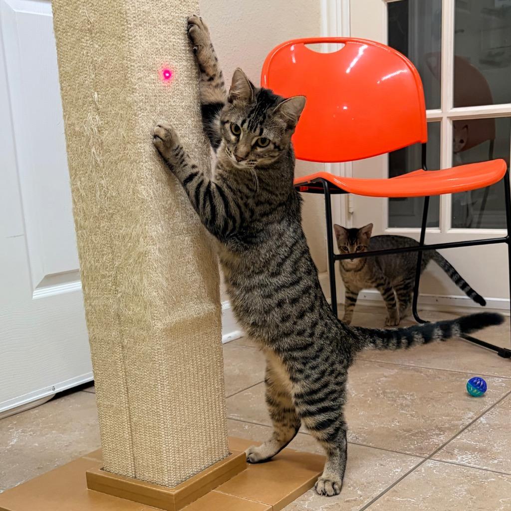 Tina, Adoptable, Kitten Female Domestic Short Hair.