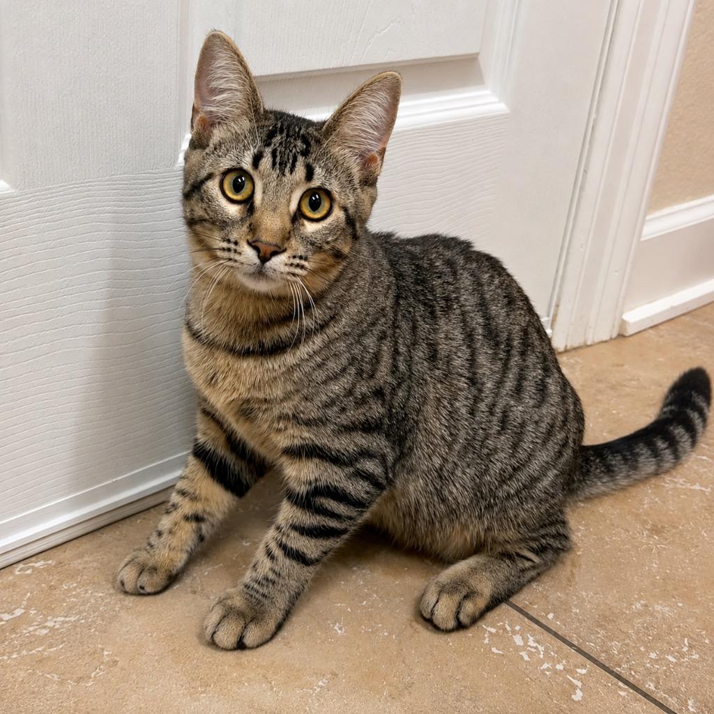 Enlarge Tina, a Adoptable mixed breed in Magnolia, TX image 2/2
