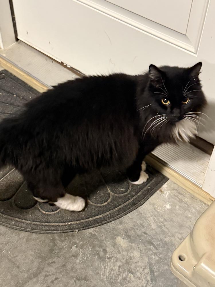 Enlarge Oreo, a Adoptable mixed breed in Little Rock, AR image 3/3