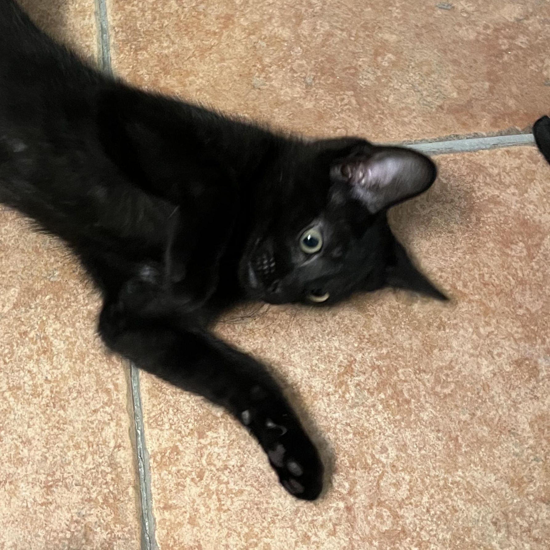 Nash, a ADOPTABLE Domestic Short Hair in Indianapolis, IN image 2/2