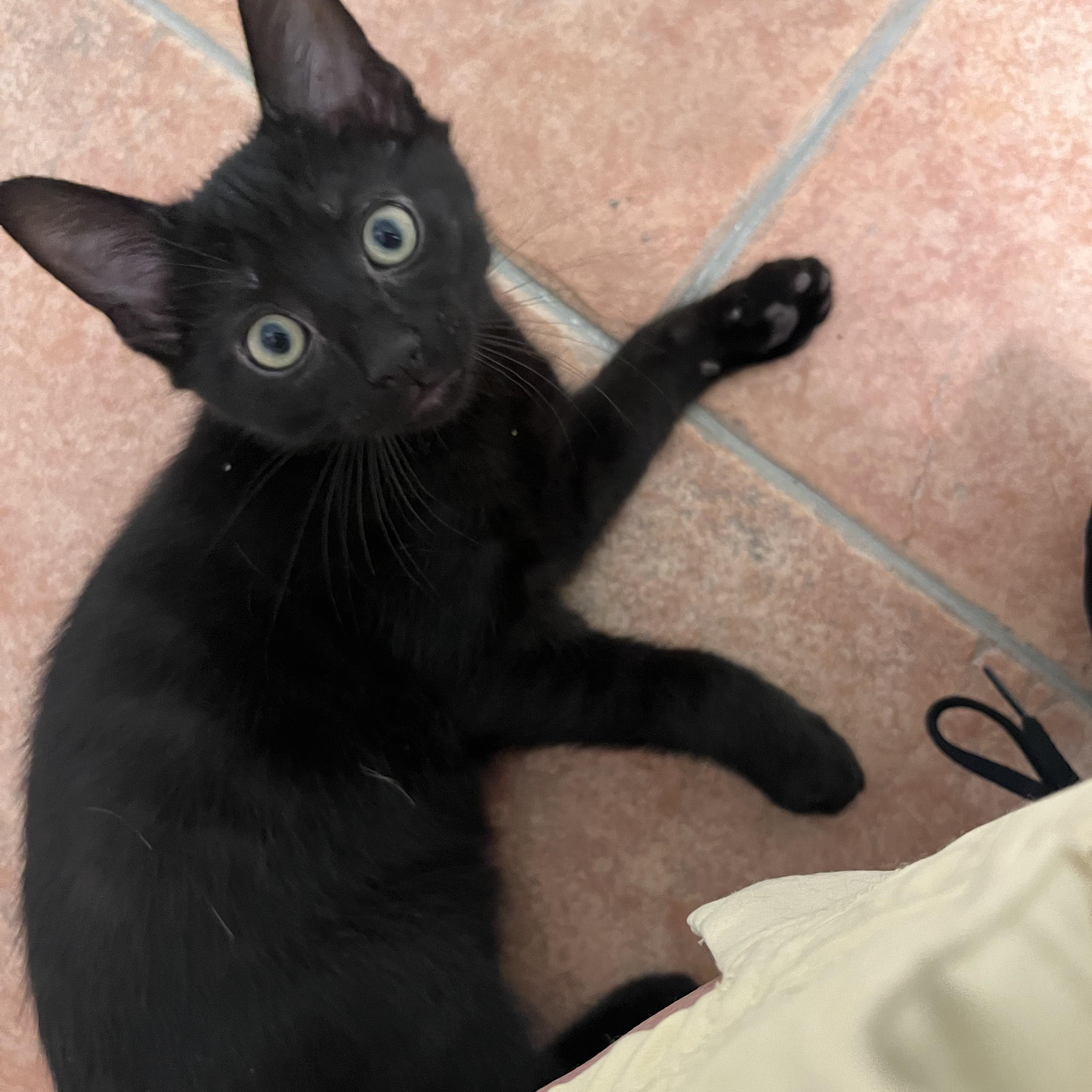 Nash, ADOPTABLE, Kitten Male Domestic Short Hair.