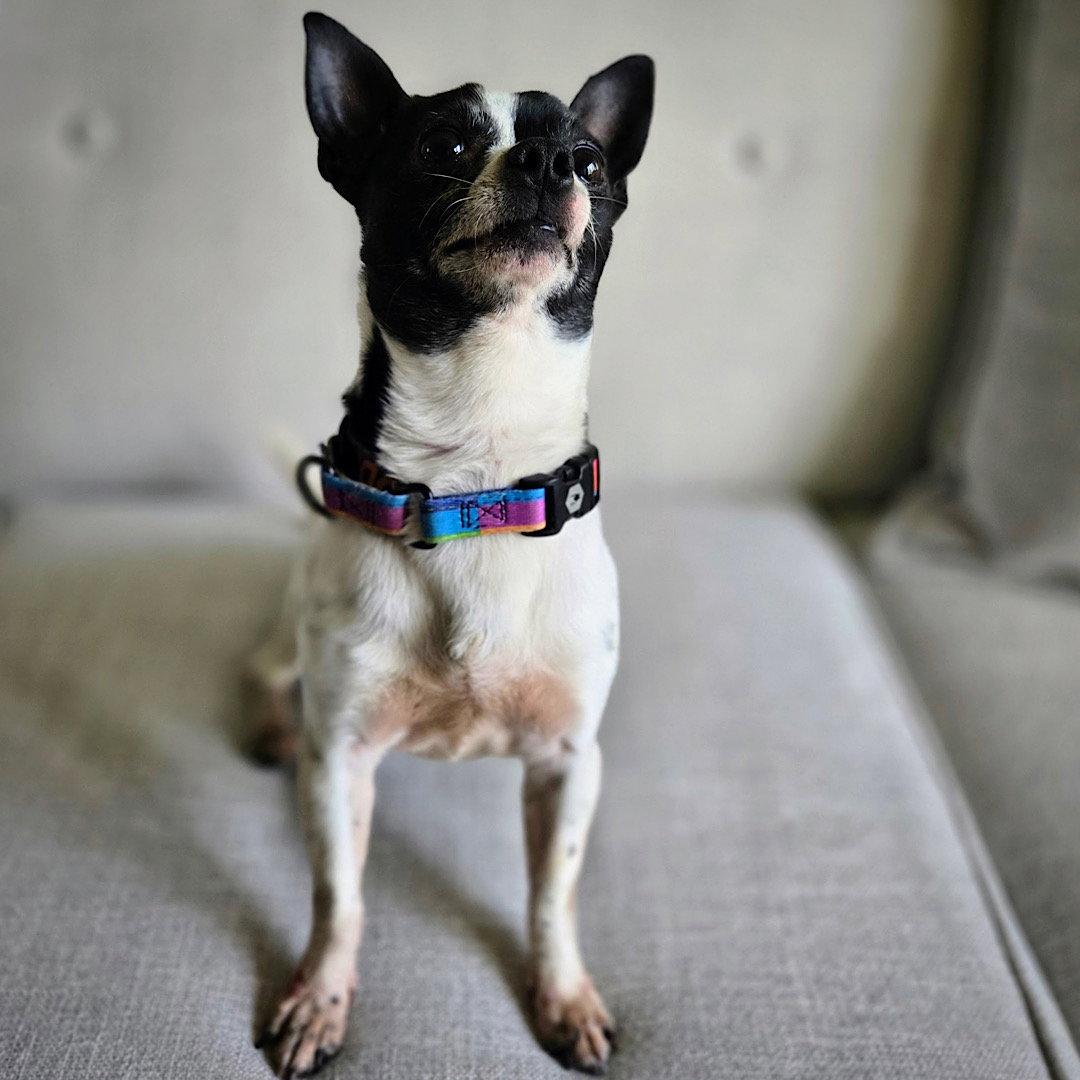 Robin (VA), a Adoptable Rat Terrier in Alexandria, VA image 2/3