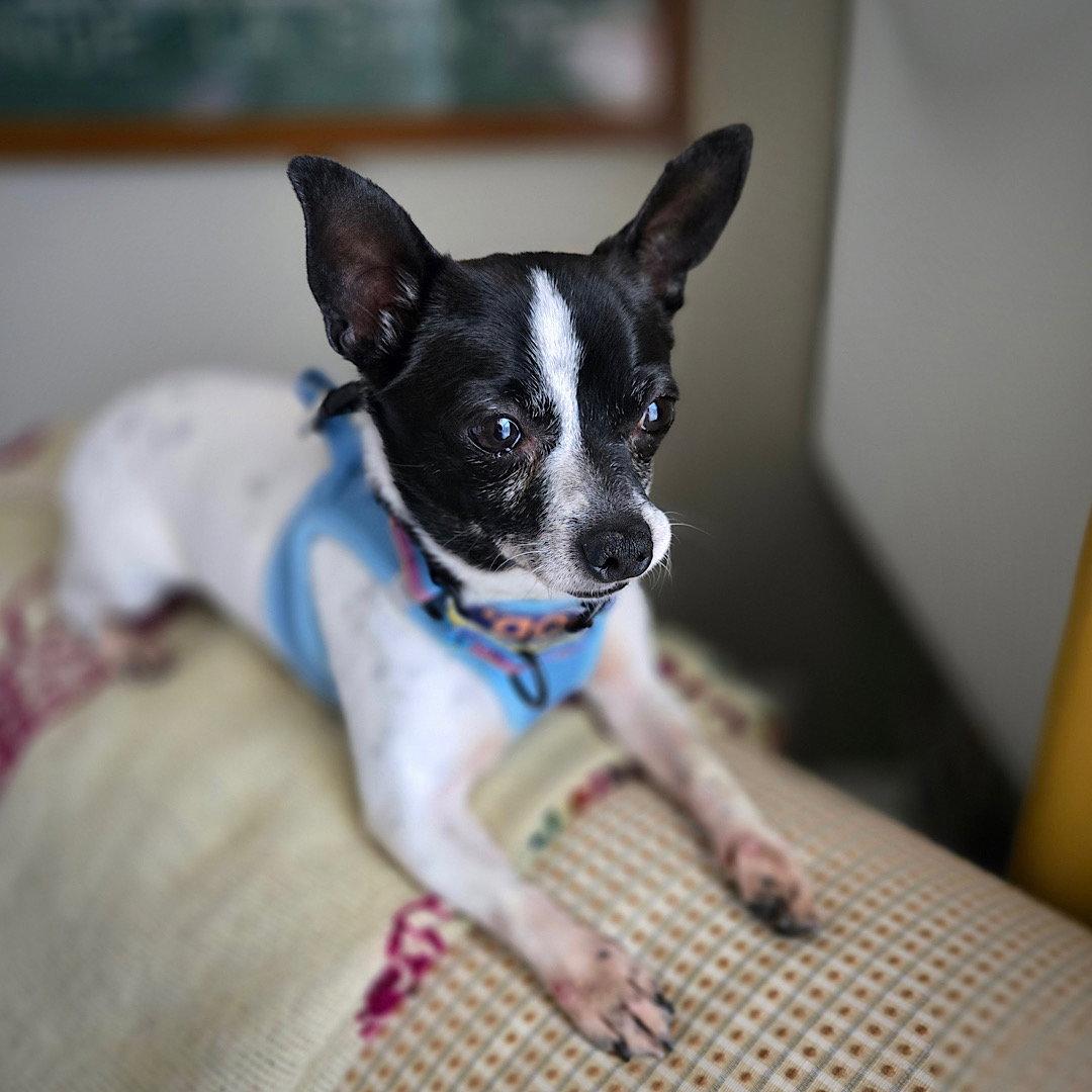Robin (VA), Adoptable, Adult Male Rat Terrier.