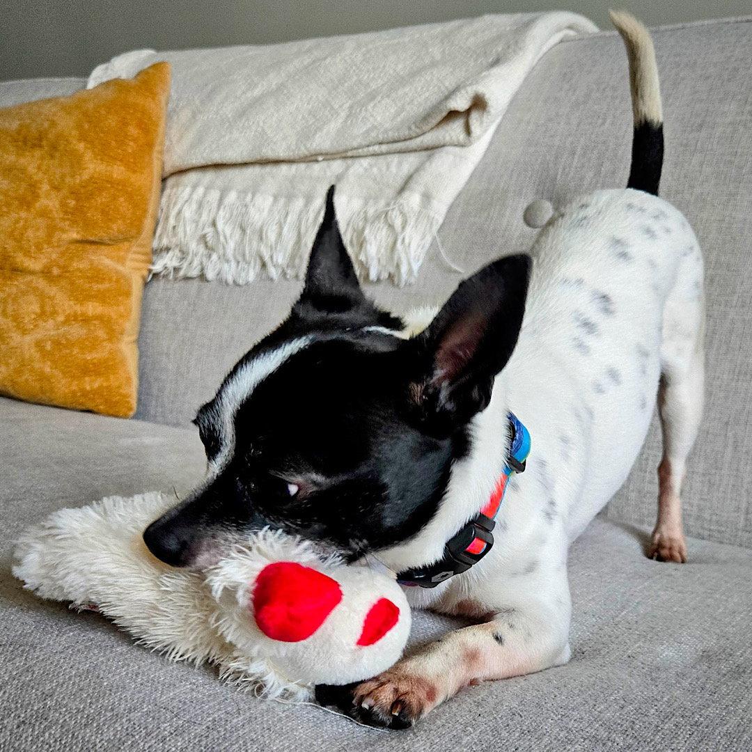 Robin (VA), a Adoptable Rat Terrier in Alexandria, VA image 3/3