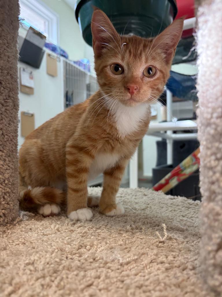 Enlarge Curly, a Adoptable mixed breed in Neosho, MO image 1/6