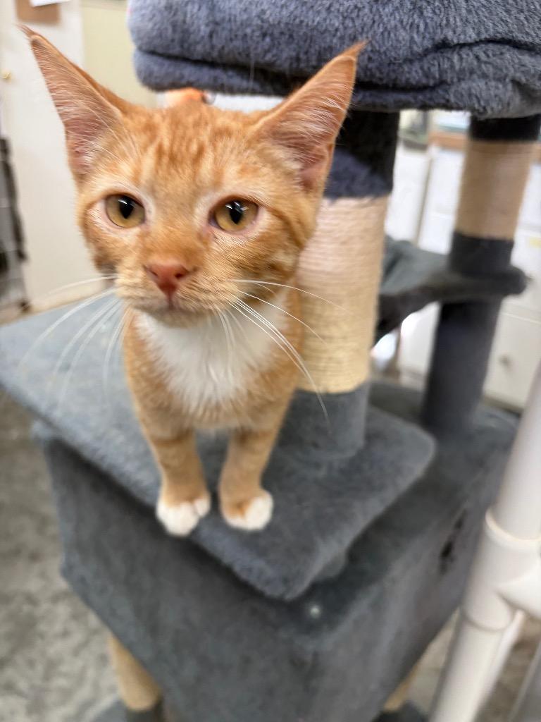 Enlarge Curly, a Adoptable mixed breed in Neosho, MO image 3/6