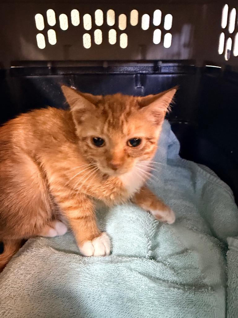 Enlarge Curly, a Adoptable mixed breed in Neosho, MO image 4/6