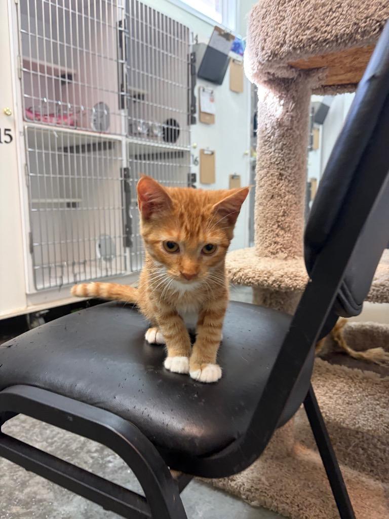 Enlarge Curly, a Adoptable mixed breed in Neosho, MO image 5/6