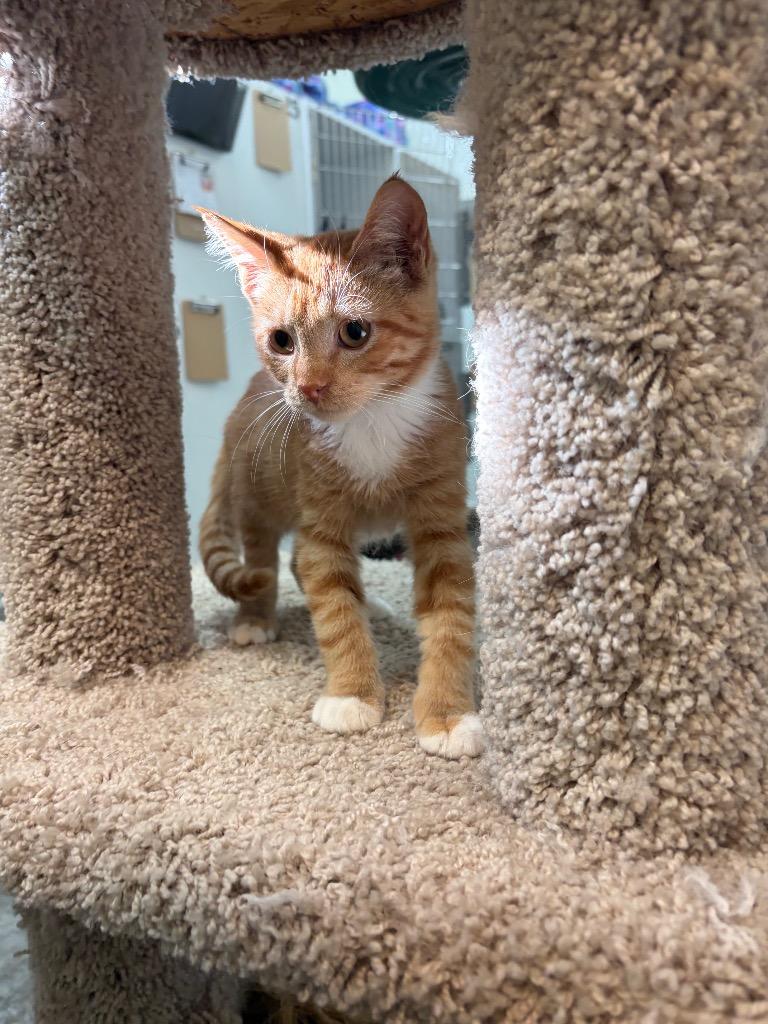 Enlarge Curly, a Adoptable mixed breed in Neosho, MO image 6/6