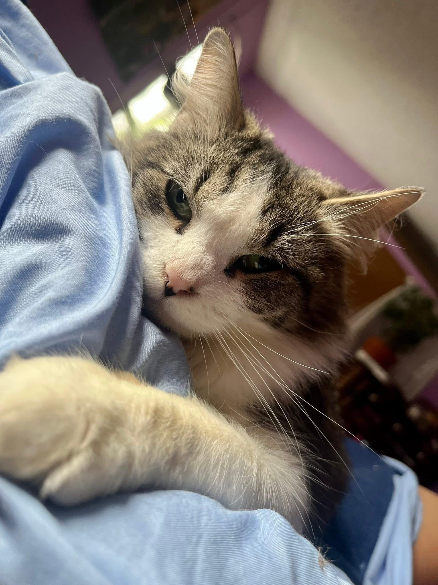 Enlarge Jane Goodall, a ADOPTABLE Domestic Long Hair in Elkland, PA image 4/6