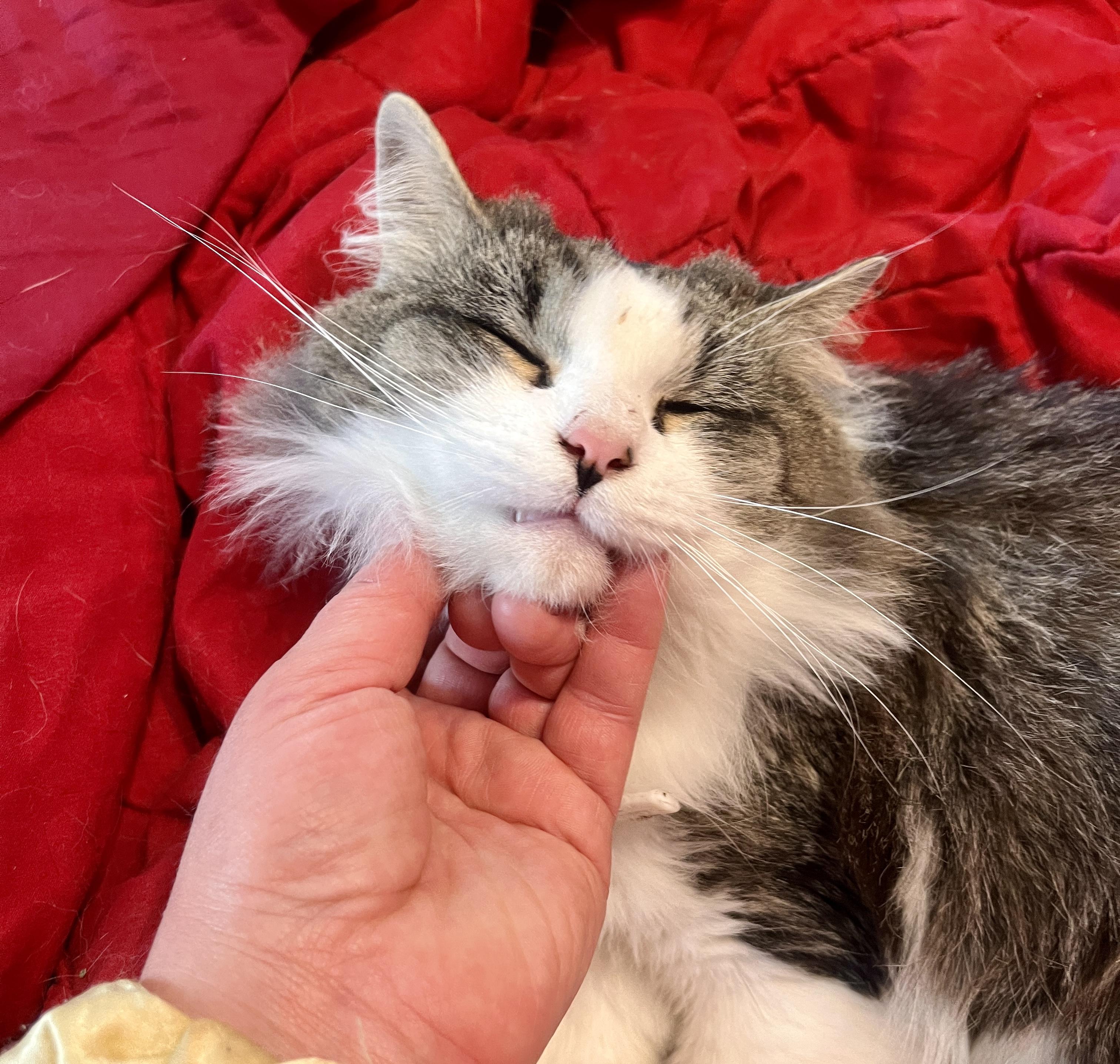 Enlarge Jane Goodall, a ADOPTABLE Domestic Long Hair in Elkland, PA image 2/6
