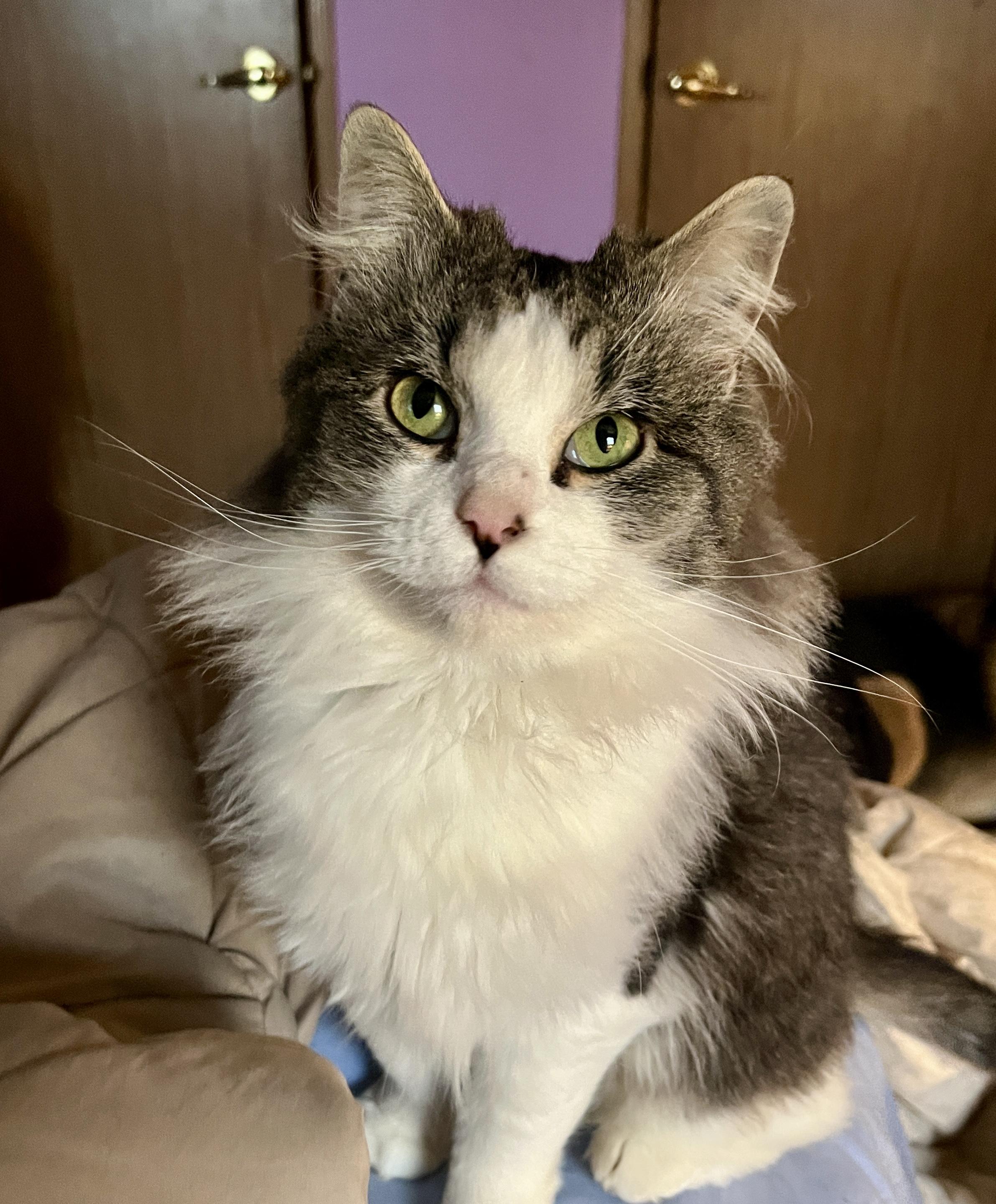 Enlarge Jane Goodall, a ADOPTABLE Domestic Long Hair in Elkland, PA image 6/6