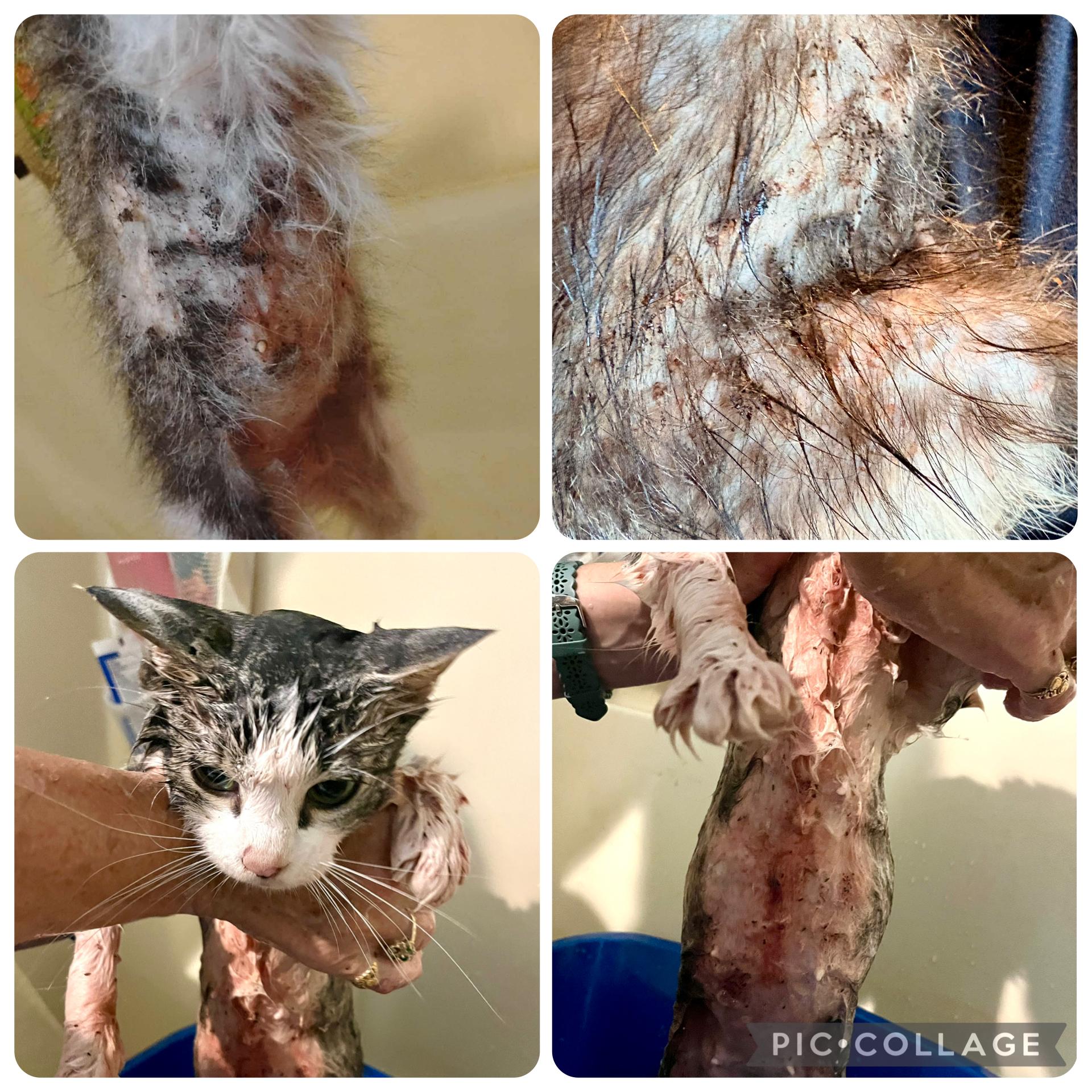 Enlarge Jane Goodall, a ADOPTABLE Domestic Long Hair in Elkland, PA image 5/6