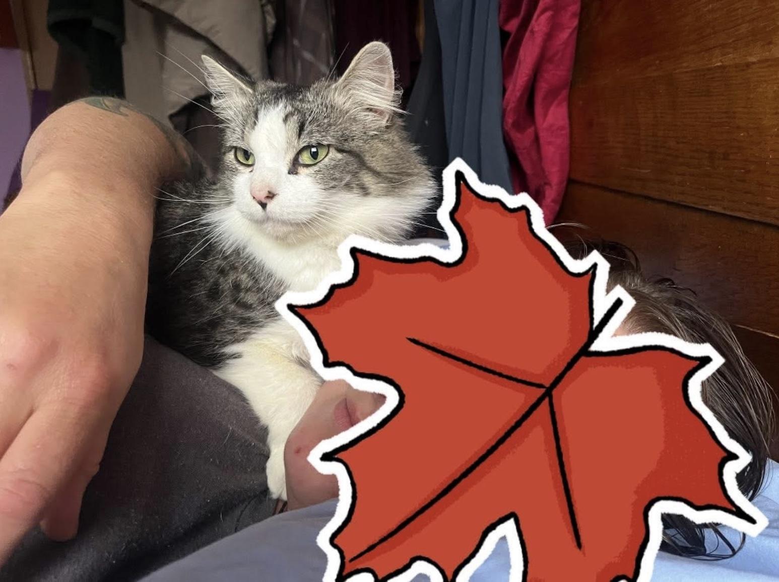 Enlarge Jane Goodall, a ADOPTABLE Domestic Long Hair in Elkland, PA image 3/6