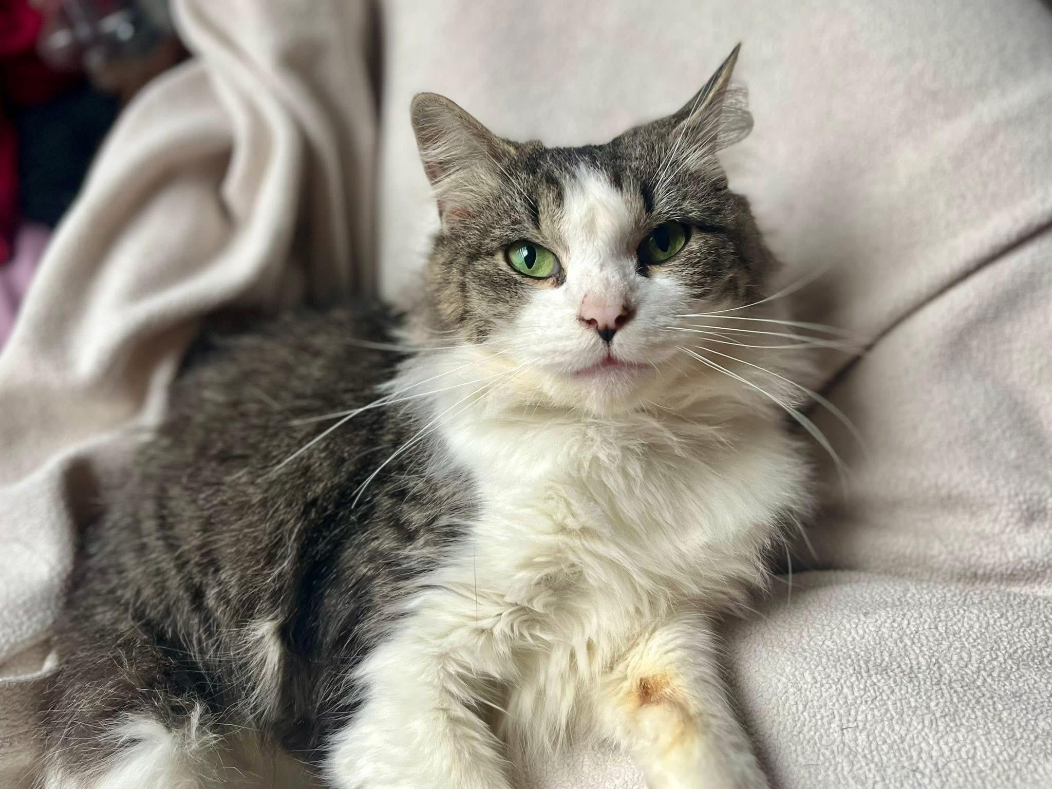 Enlarge Jane Goodall, a ADOPTABLE Domestic Long Hair in Elkland, PA image 1/6