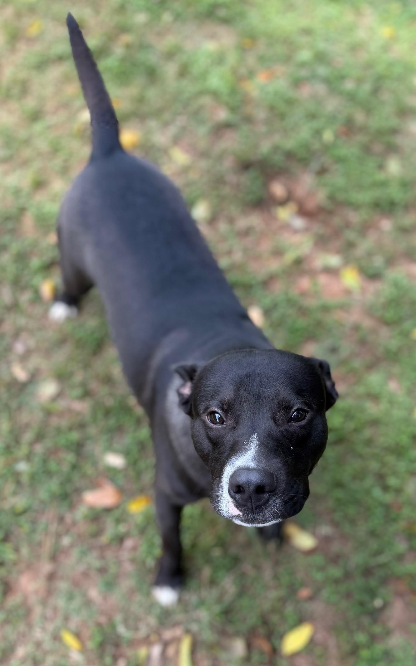 Enlarge Baz, an adopted Mixed Breed in Summerdale, AL image 1/1