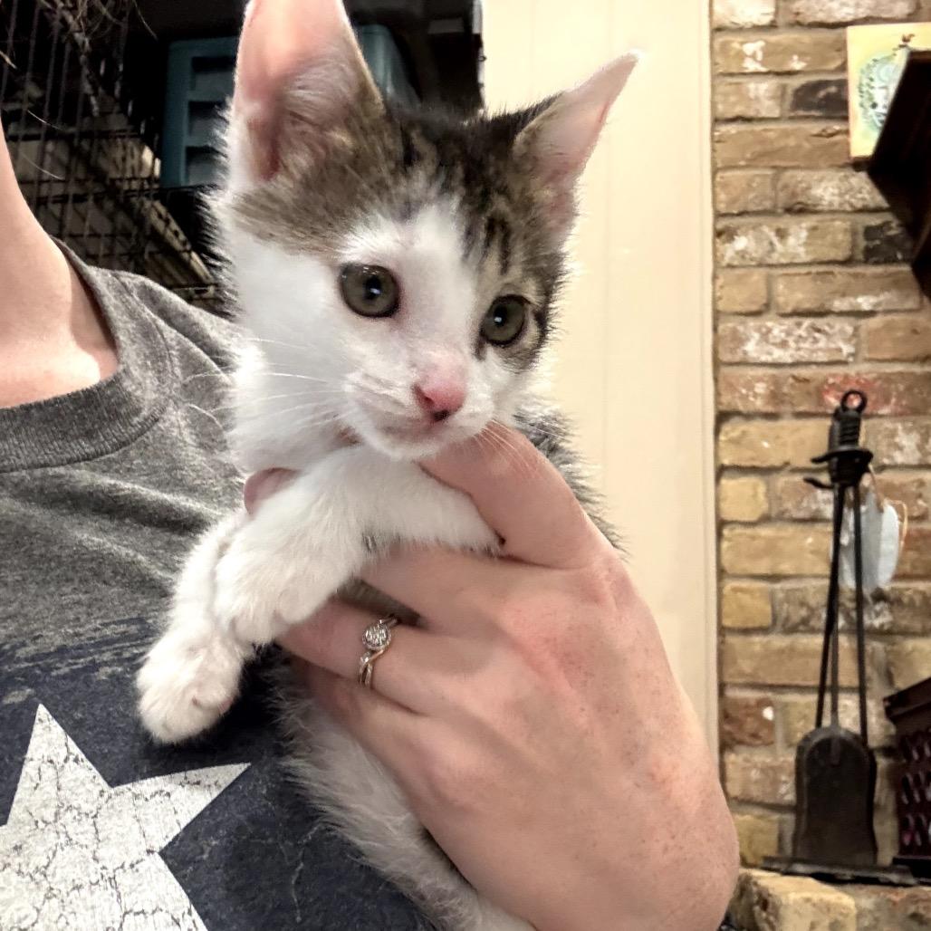 Enlarge Goose, a Adoptable Domestic Short Hair in Katy, TX image 1/4