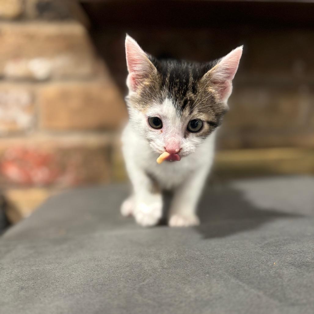 Goose, Adoptable, Kitten Male Domestic Short Hair.