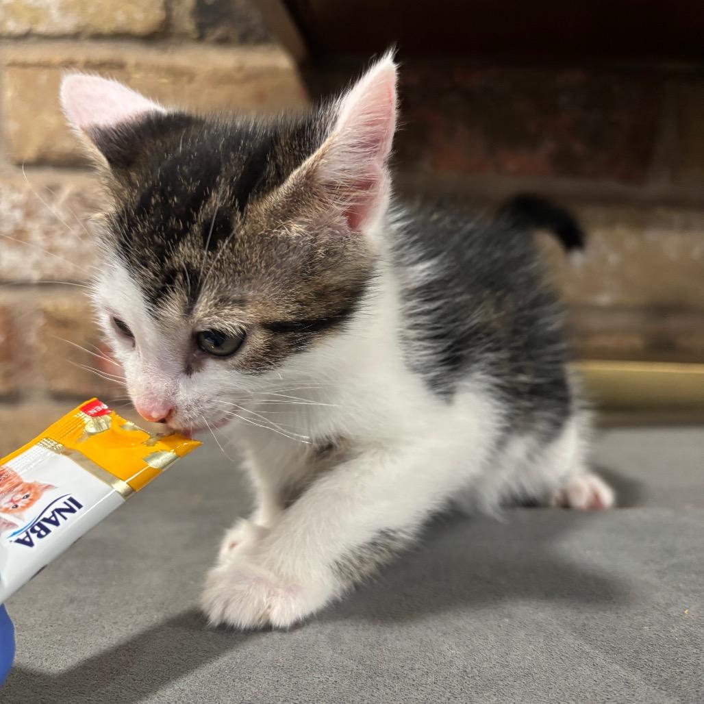 Enlarge Goose, a Adoptable Domestic Short Hair in Katy, TX image 4/4