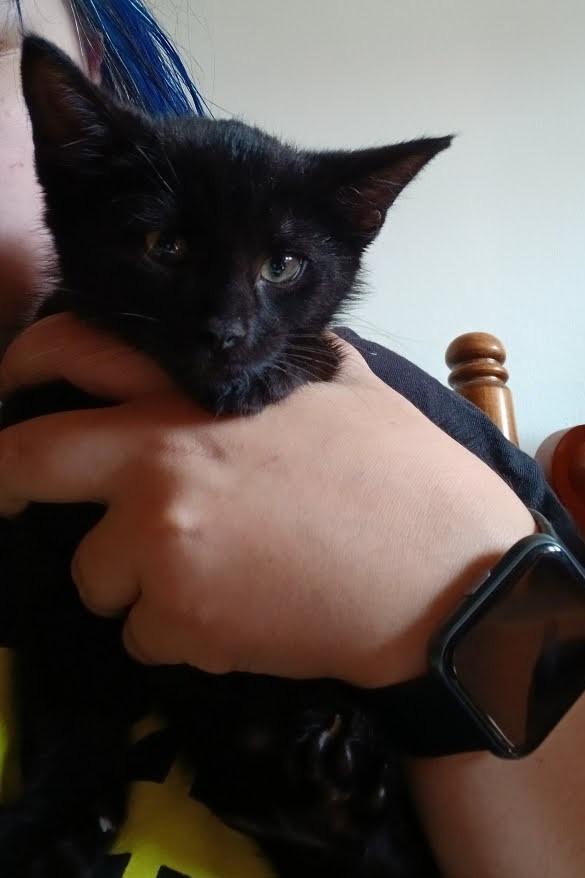 Azar, Adoptable, Young Male Domestic Short Hair.