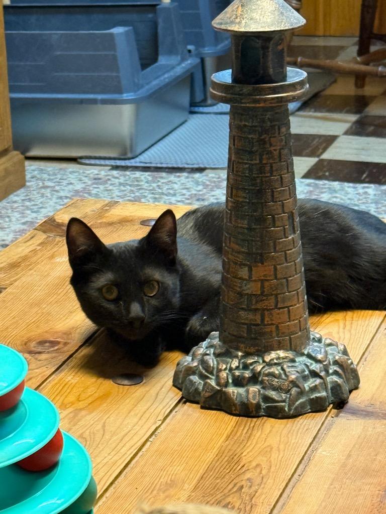 Enlarge Azar, a Adoptable mixed breed in Parkville, MD image 1/5